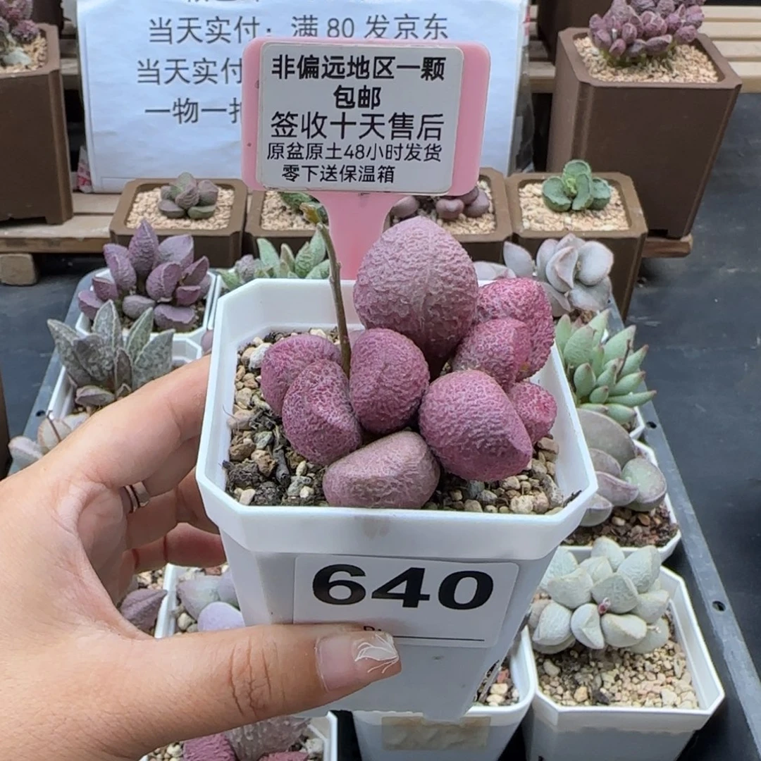 640红烧肉多肉植物