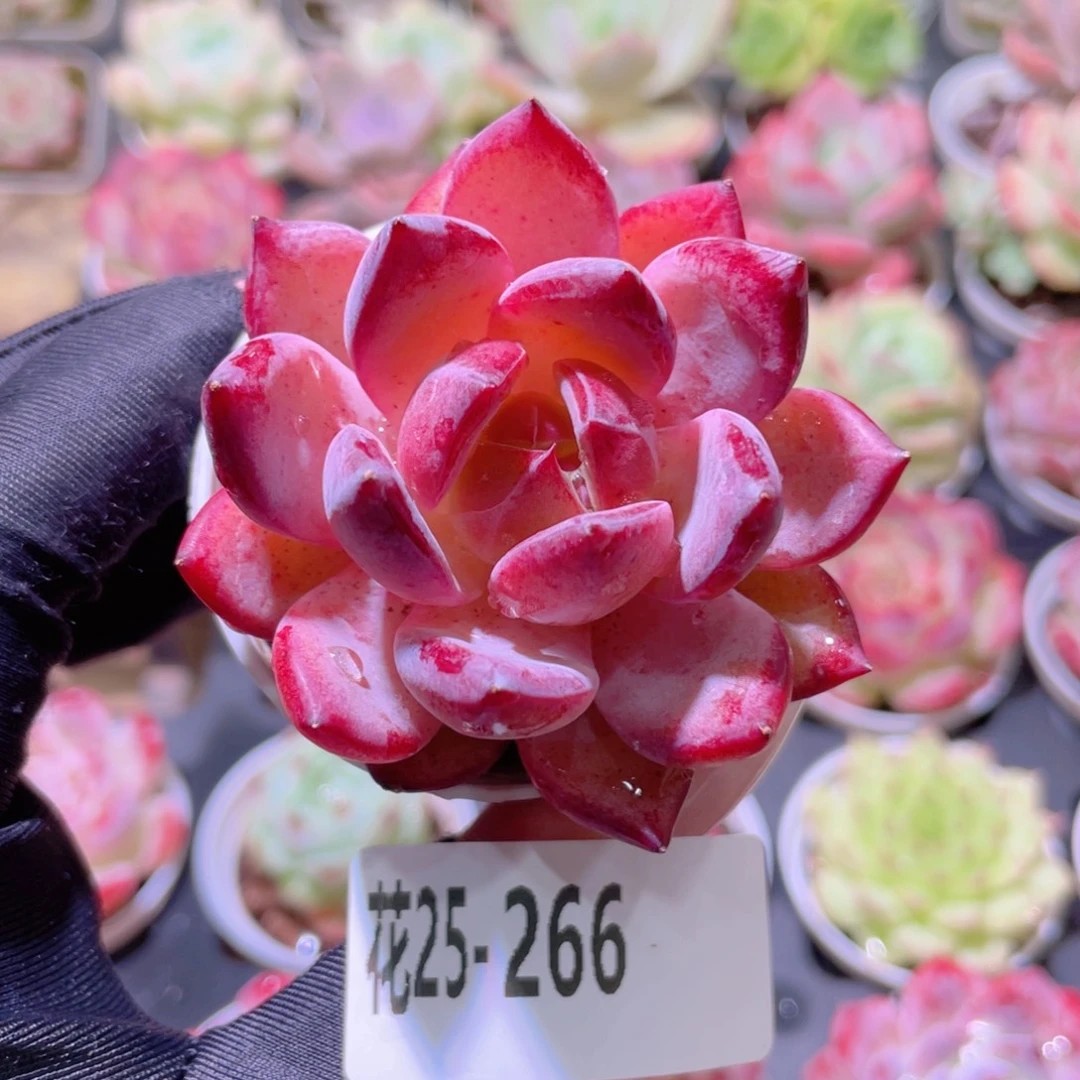 花利美25-266新品