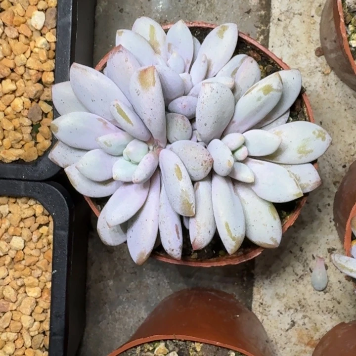 橙龙 3头 一物一拍