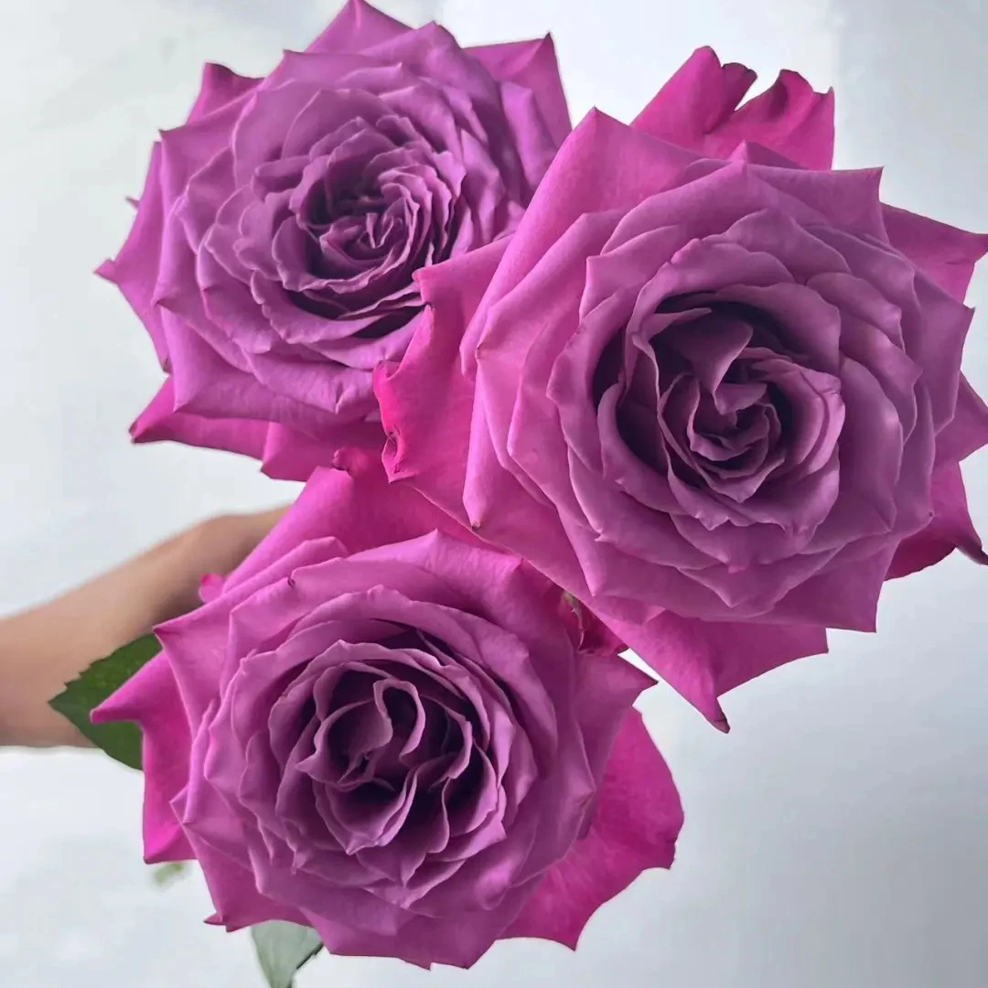 七叶花坊#【百利信基地新品】高品质玫瑰 鲜花优选 顺丰直发