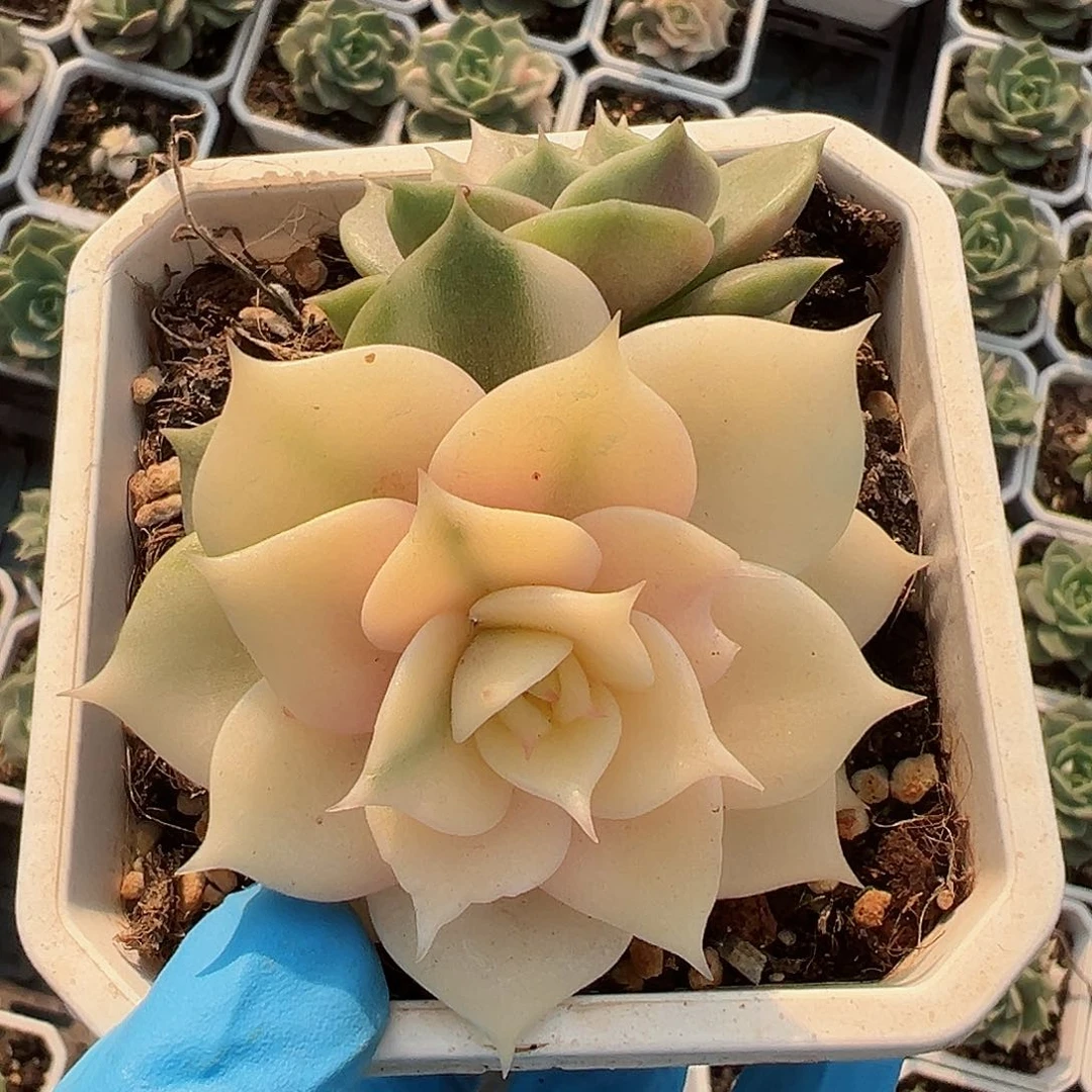 贝加尔湖锦，多肉植物