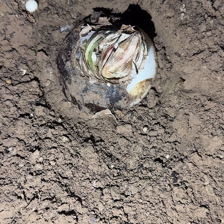 花瓣衬裙9.3厘米带3侧裸根一棵