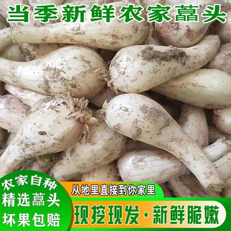 【去根去叶】现挖鲜藠头农家脆荞头脆嫩茭头凉拌腌制炒肉时令蔬菜