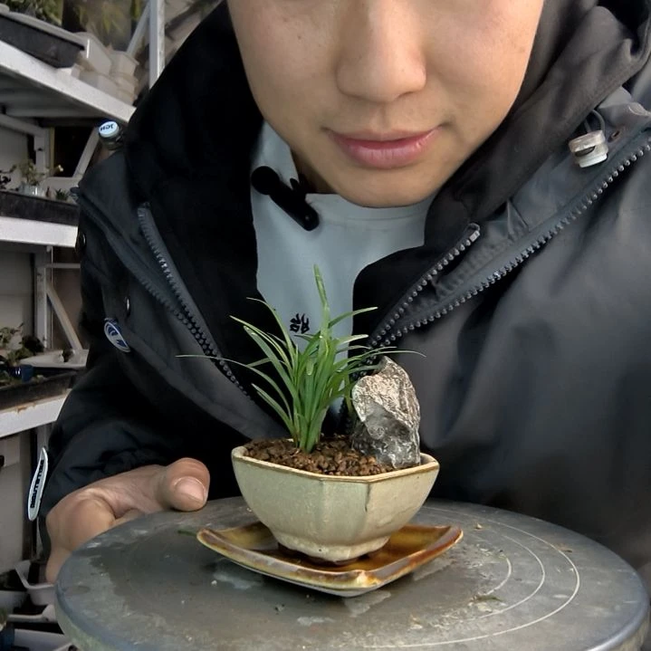 ＋小盆景小植物一物一拍228