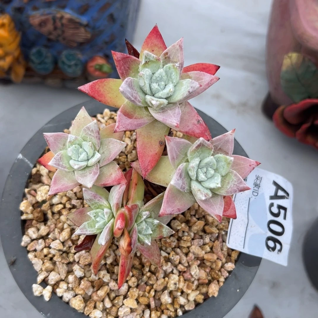 锦宸多肉～流丹白豪～506