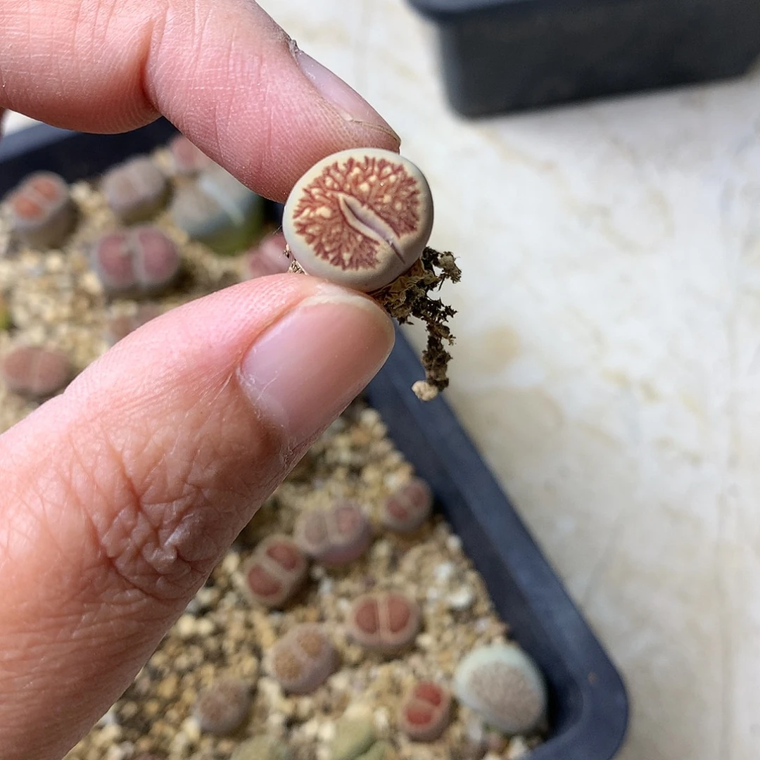 奶***?H279多肉植物保护研究所