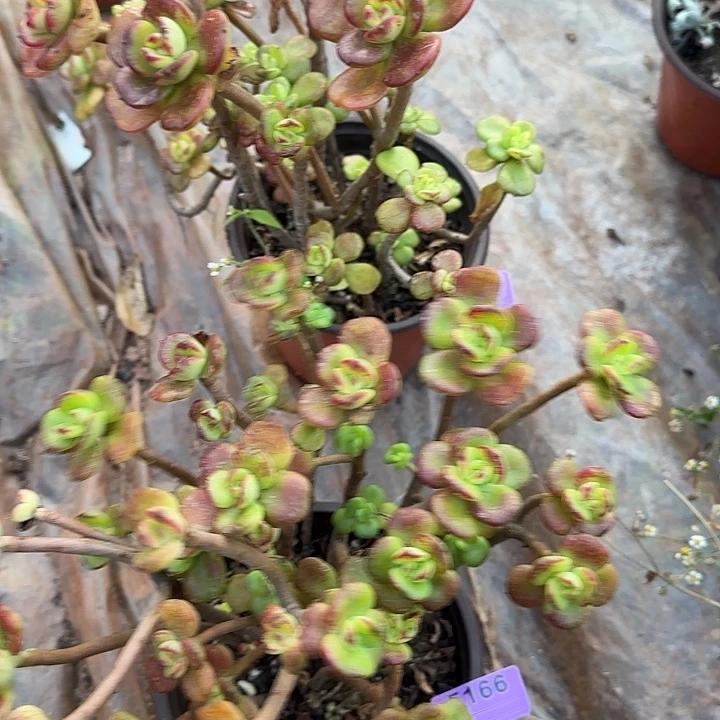 算***狠小叶红梅两棵165.166