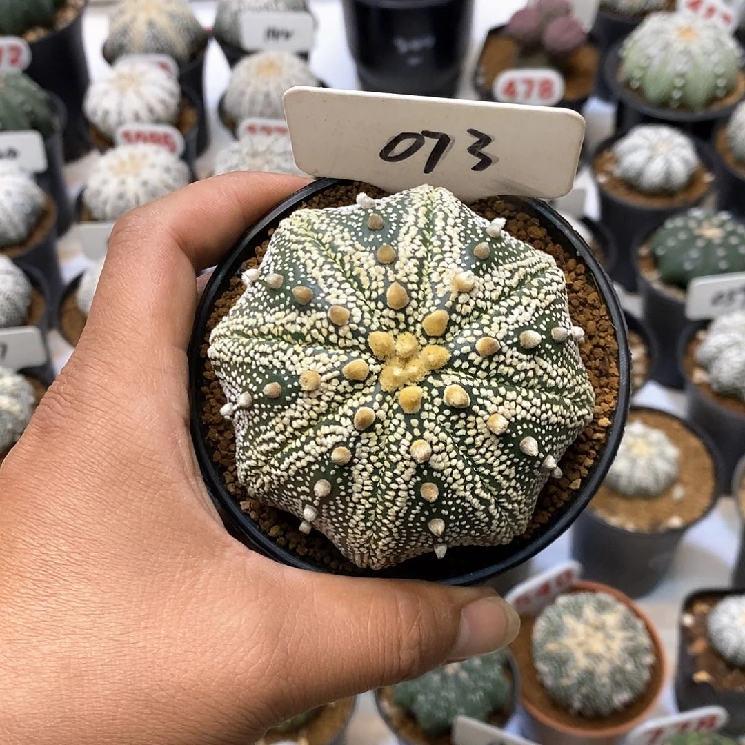 073海星岩田奇迹福利福利