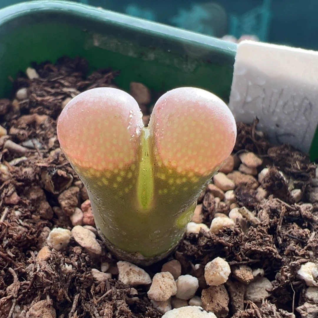 1130/青蛙种源 2.5年鲑鱼粉折后价