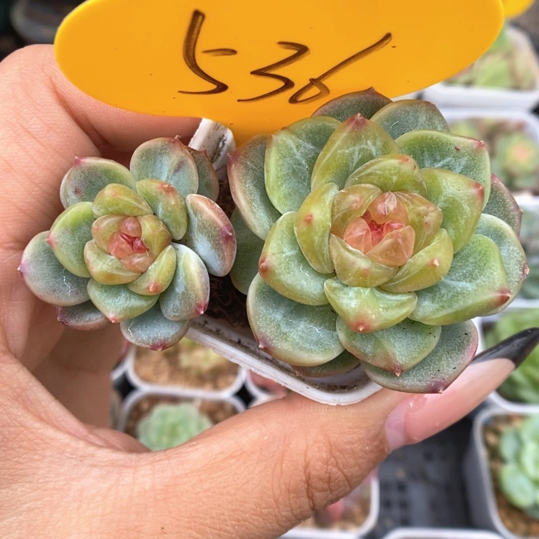 荔枝甜心536号。