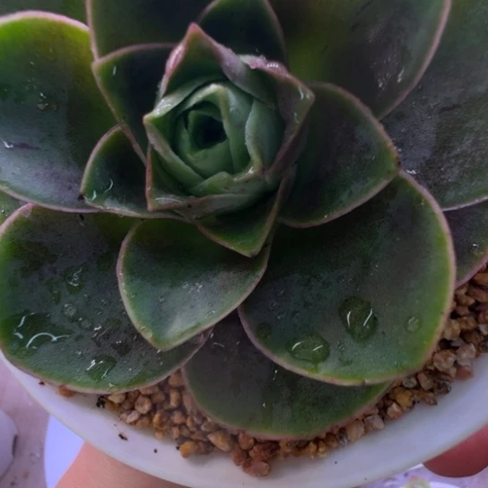 帕尔玛系列优选紫体冠服7.5cm