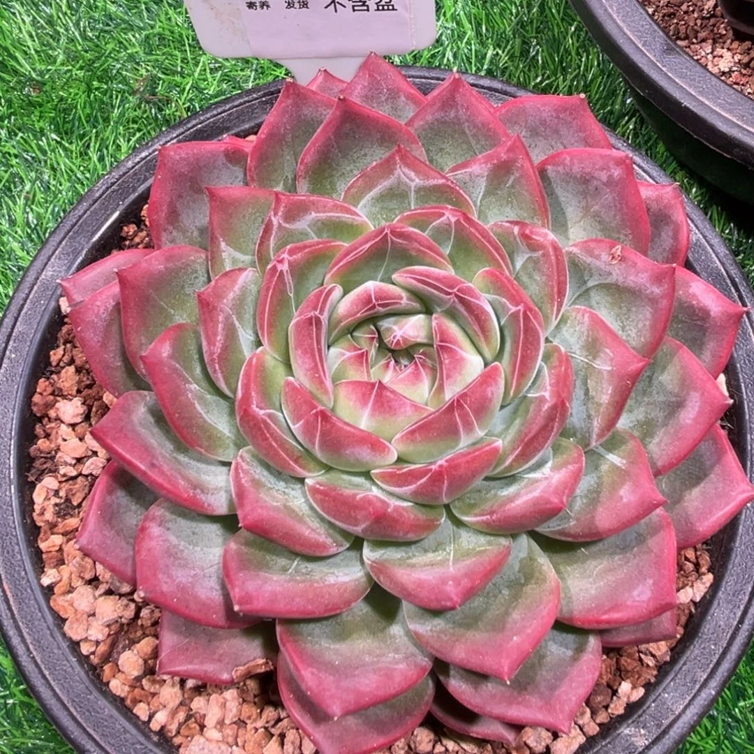 陌***花红鸾，一物一拍。