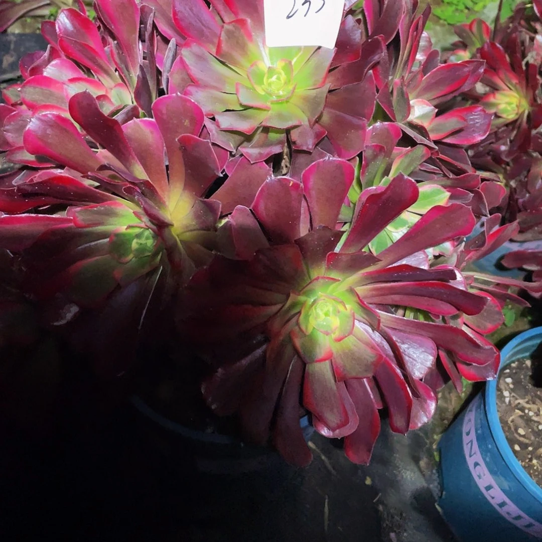 ****州多肉法师235号美杜莎发货不包损