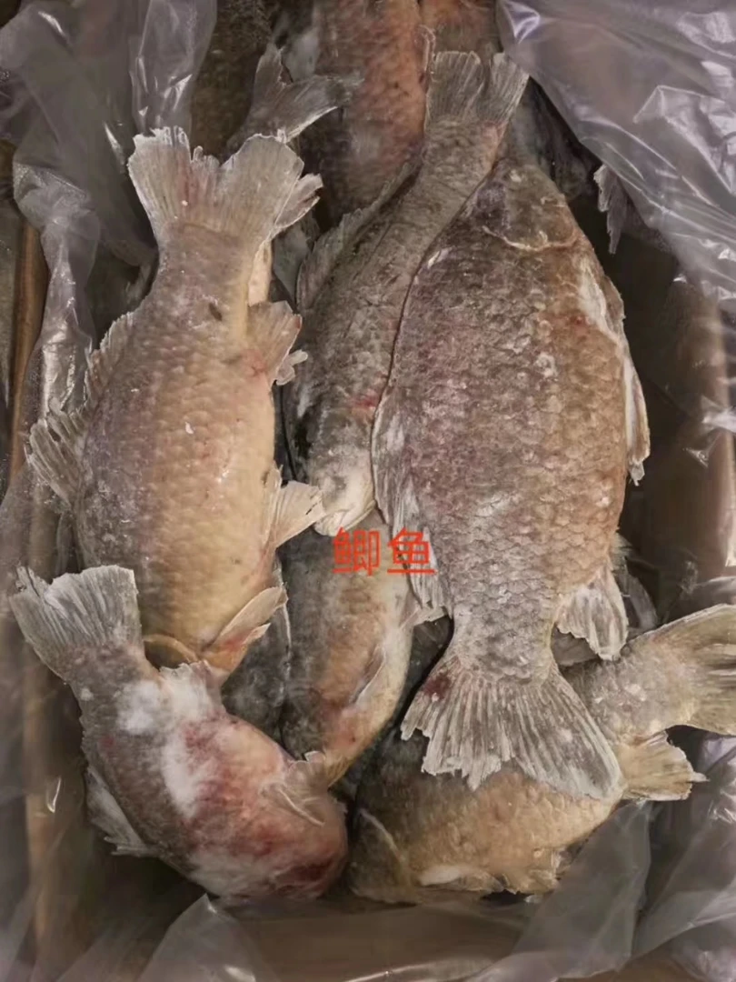 大鲫鱼新鲜大鲫鱼天然大鲫鱼