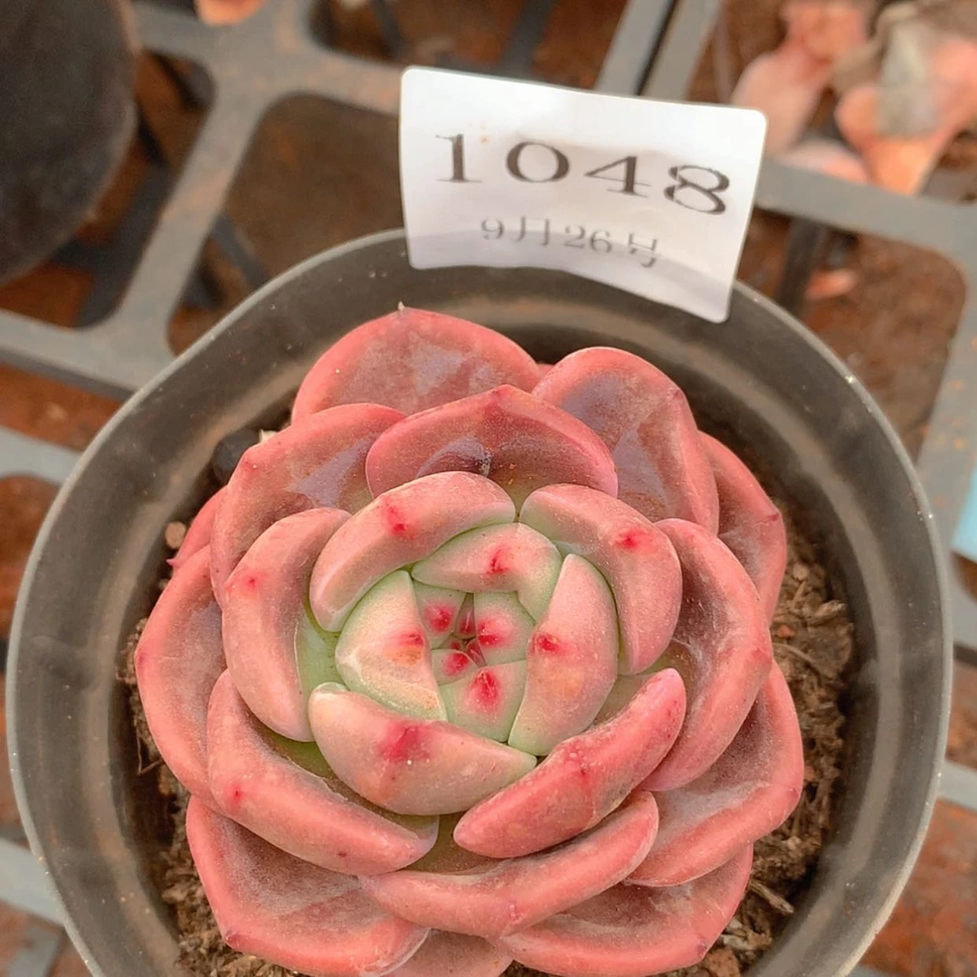 【闪购商品】云1048号