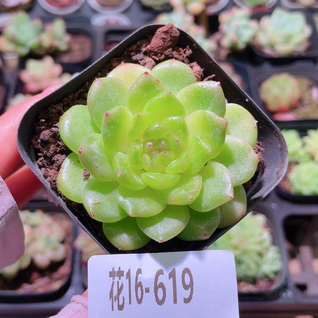 花利美16-619灵翠