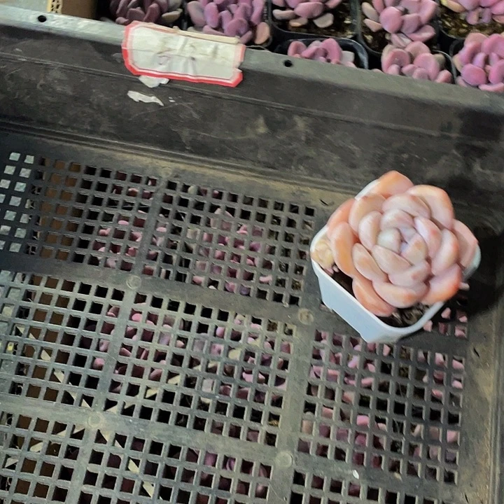 十**到13号筐带盆土发货