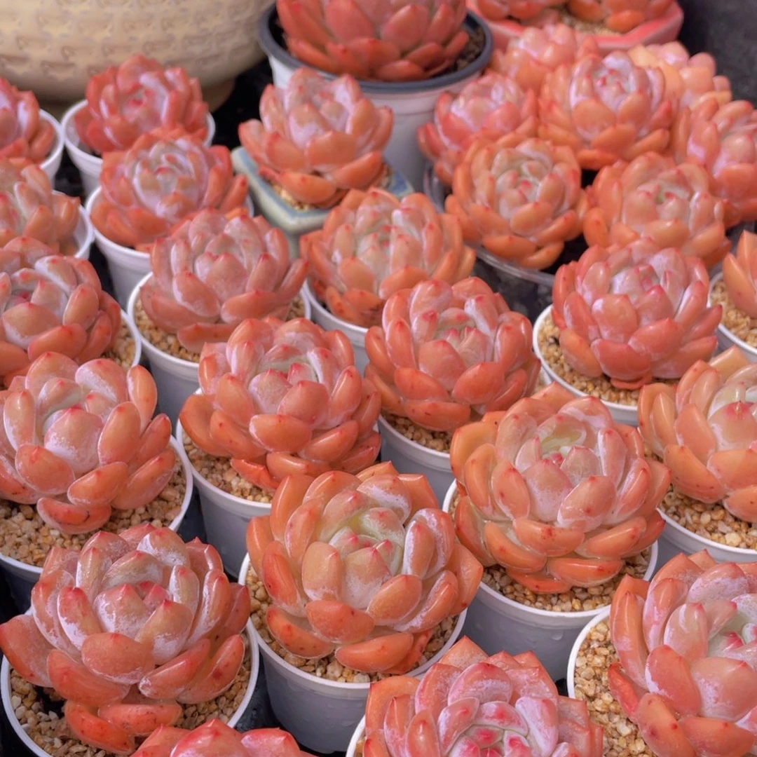 量拍66号 果冻韩版仙女橙单头5个