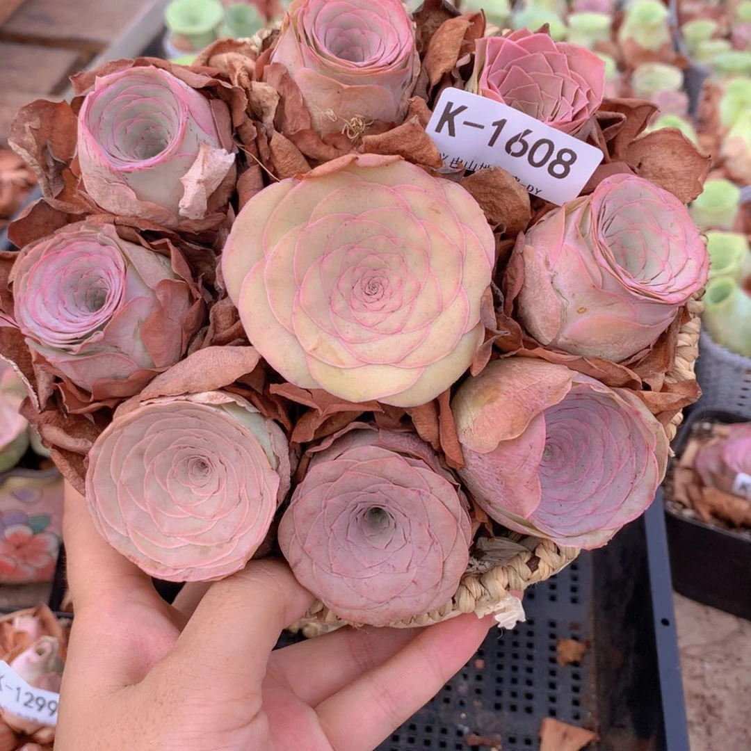 9颗1608精品货带篮子