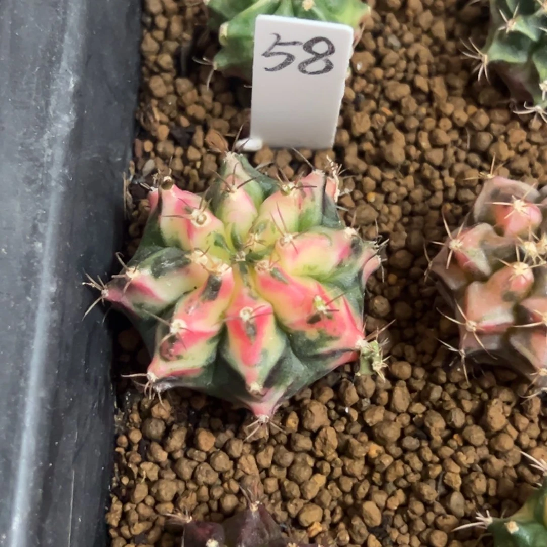 花蝴蝶侧芽自根脱土发货58