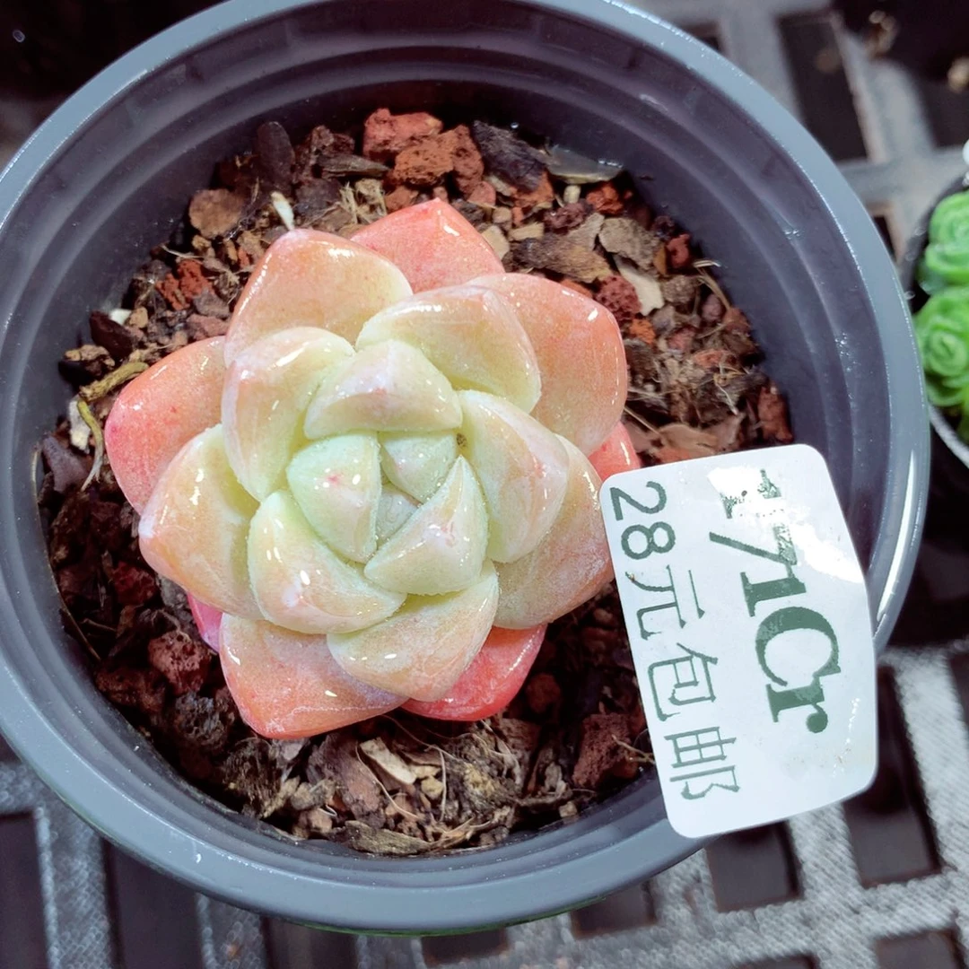 5厘米盆精控多肉171