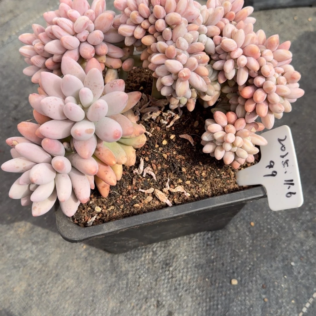 一物一拍汤圆胸花高版缀99