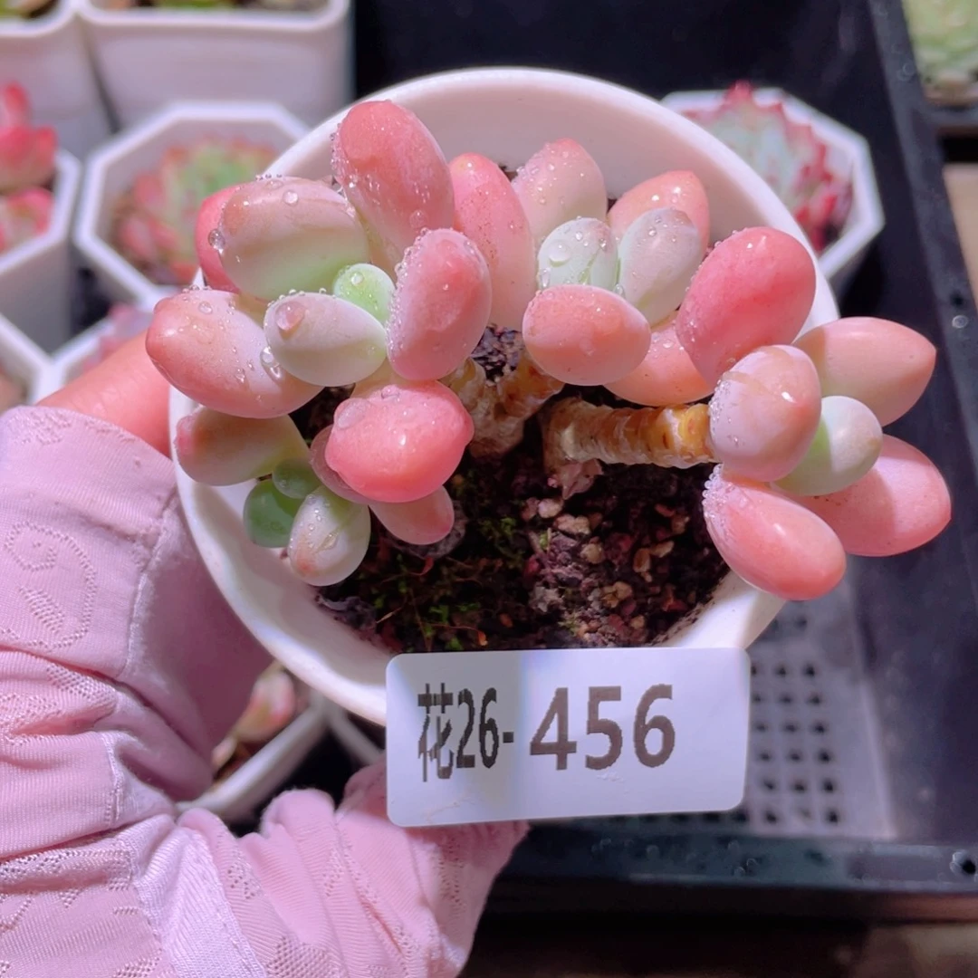 花利美26-456洛神