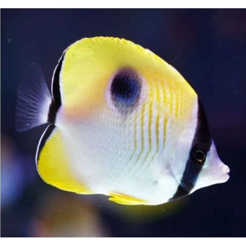 海水观赏鱼一点清蝶