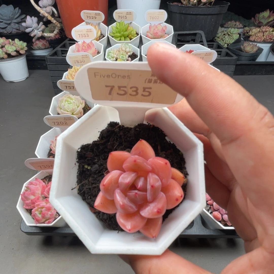 75357 Q橙 4.0厘米