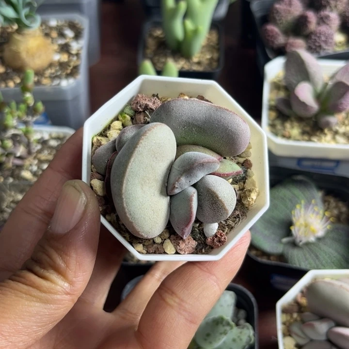 083 红蛋水泡多肉