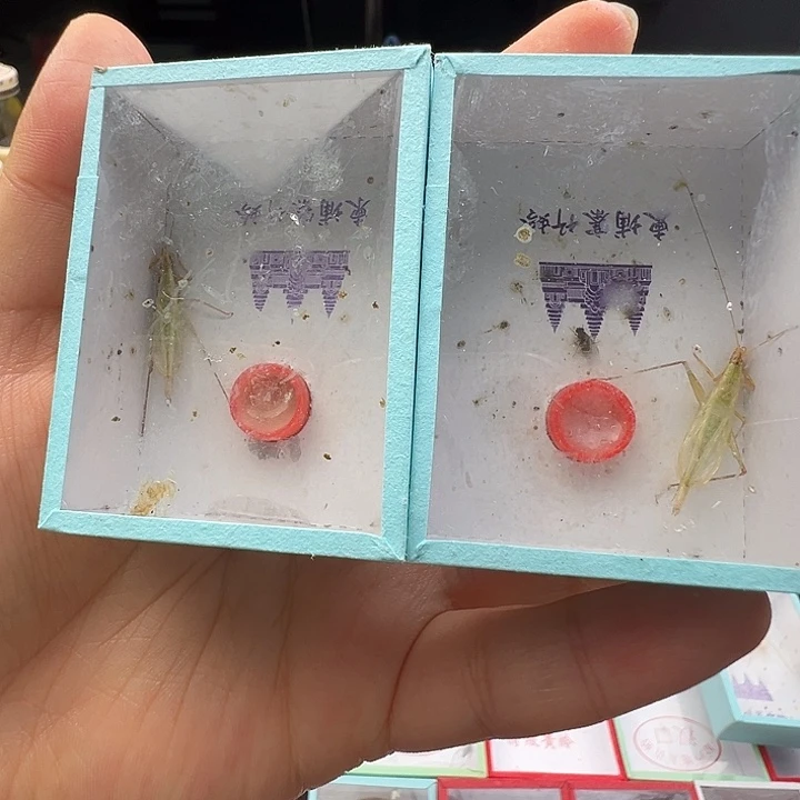 狼，断须柬埔寨2只…………