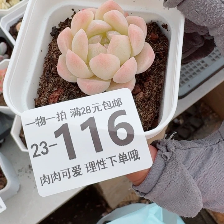 白桃汽水无盆土发货