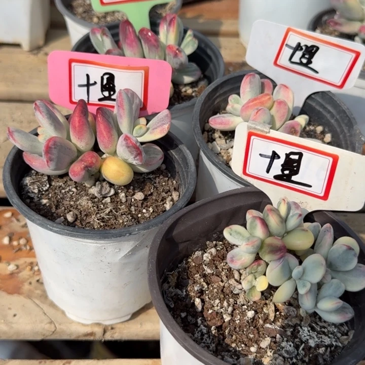 多肉植物乒乓福娘锦