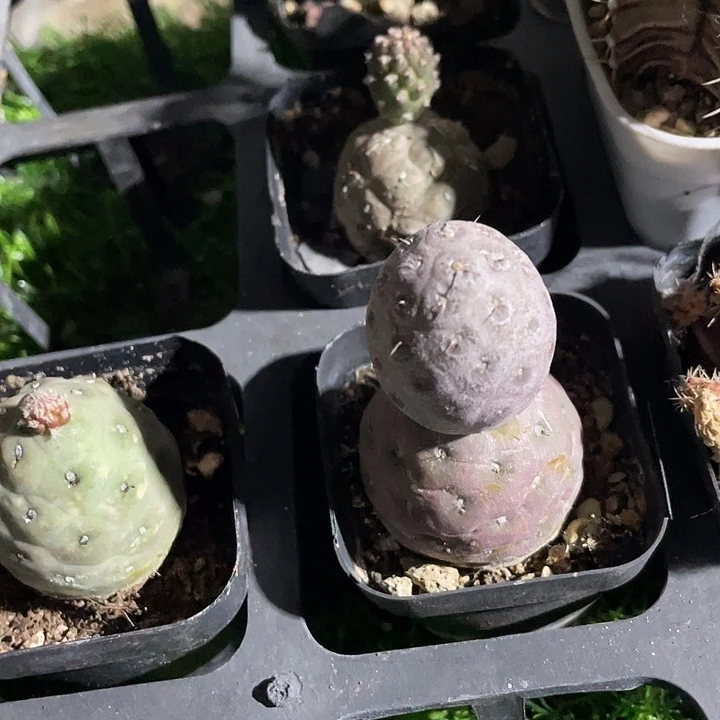 雪人习志野一颗包邮