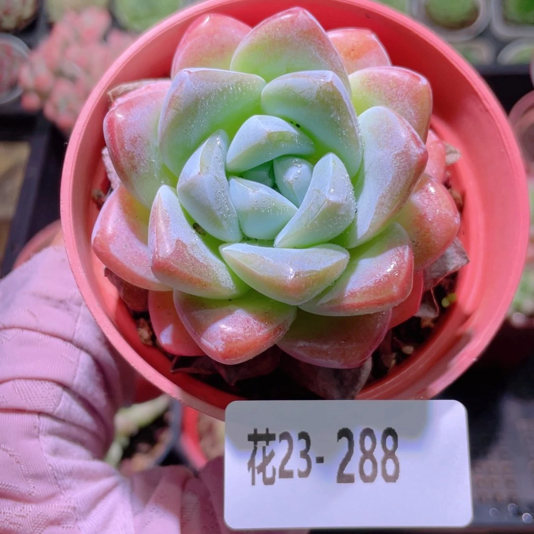 花利美23-288冰玉
