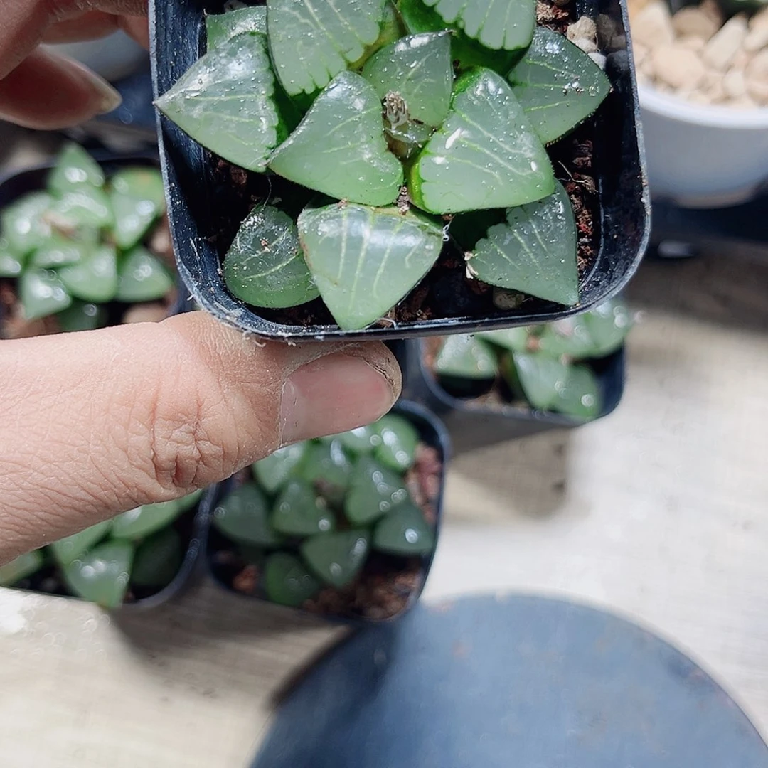 四大女神雅典娜的