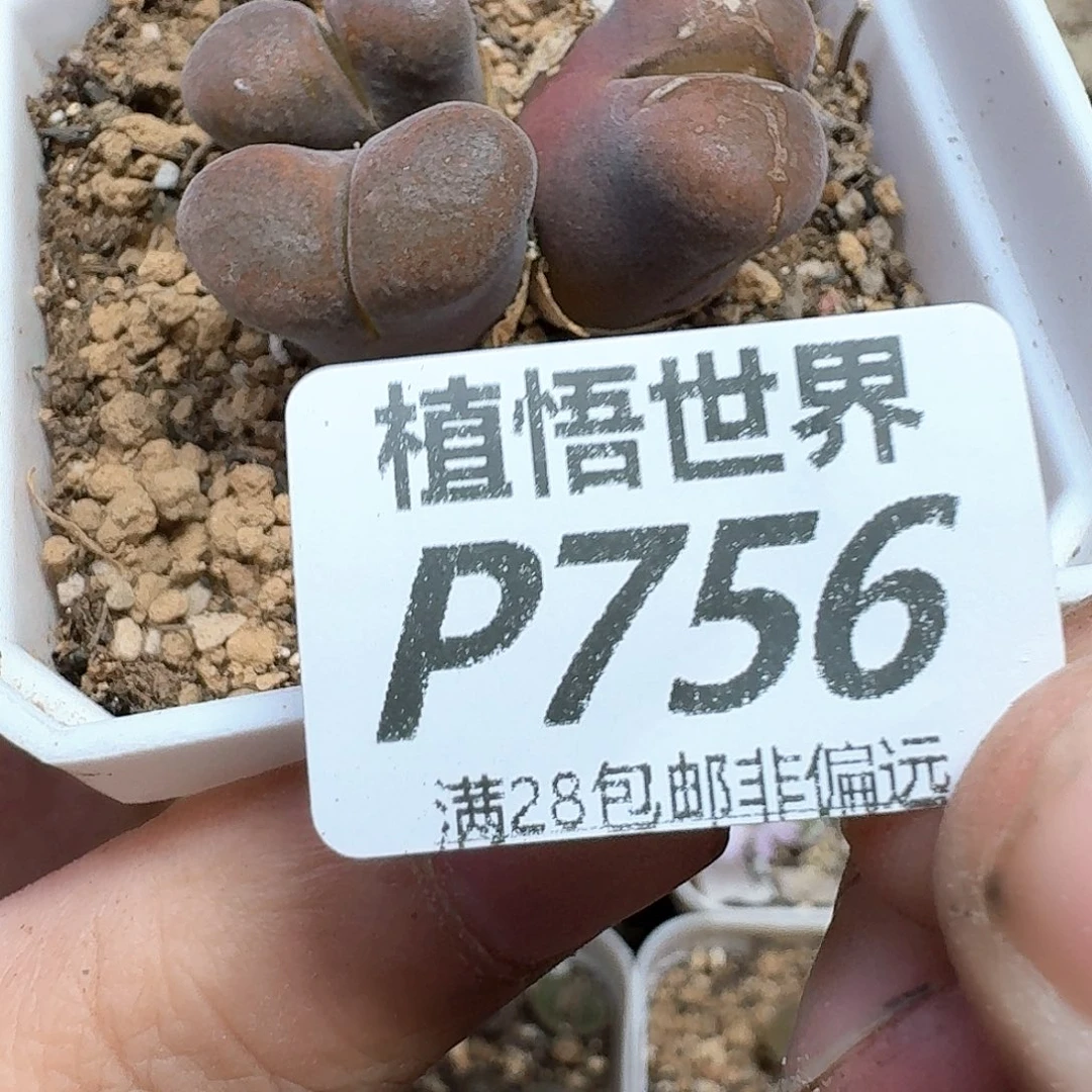 多肉W的润泽的多nj