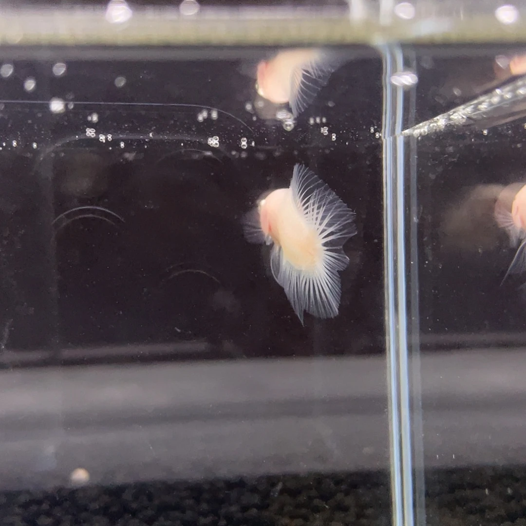 斗鱼22号双尾白玉兰公