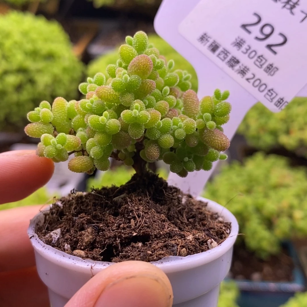 292蜜桔糖球。
