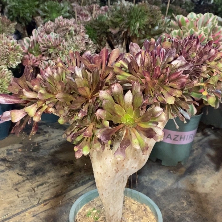 黑法缀多肉植物47