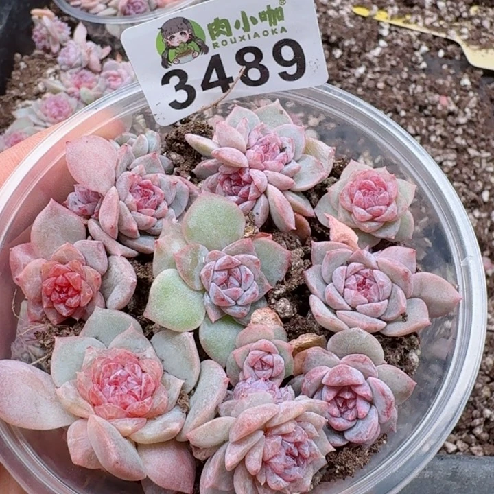 多肉植物多肉植物