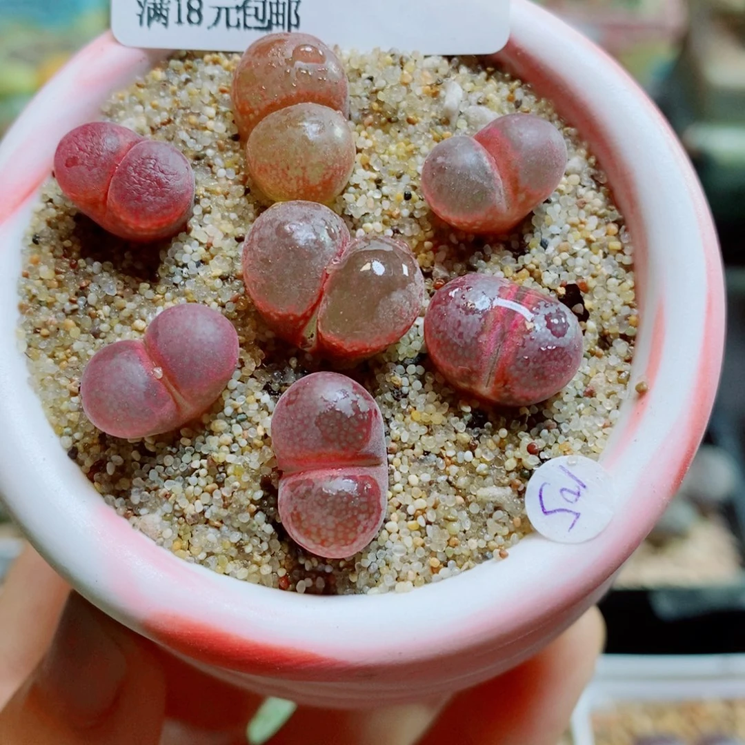 生石花花花花花花花925