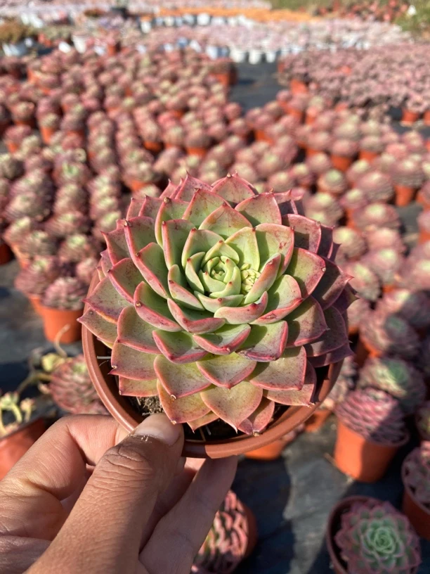 单头贝拉2盆多肉植物 满9.9包邮