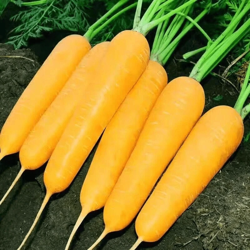 【全店满5包包邮】齐头黄胡萝卜特色黄参种阳台春秋种植四季蔬菜
