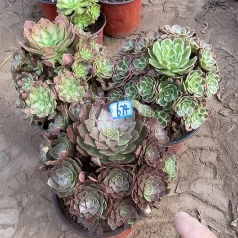 674多肉植物组合，