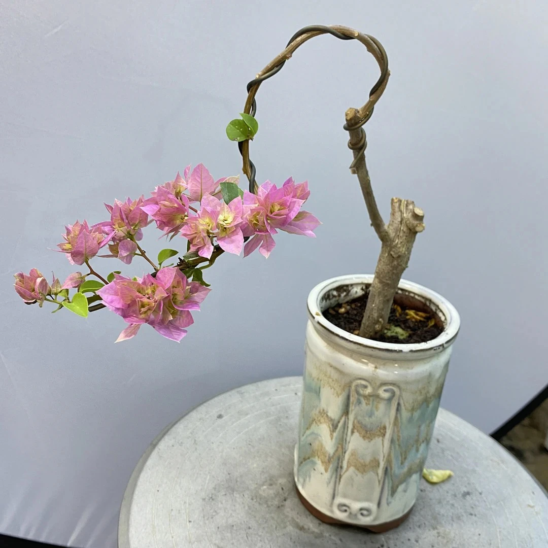 （重瓣粉）三角梅勤花品种原生小老桩四季开花小精品绿植盆栽