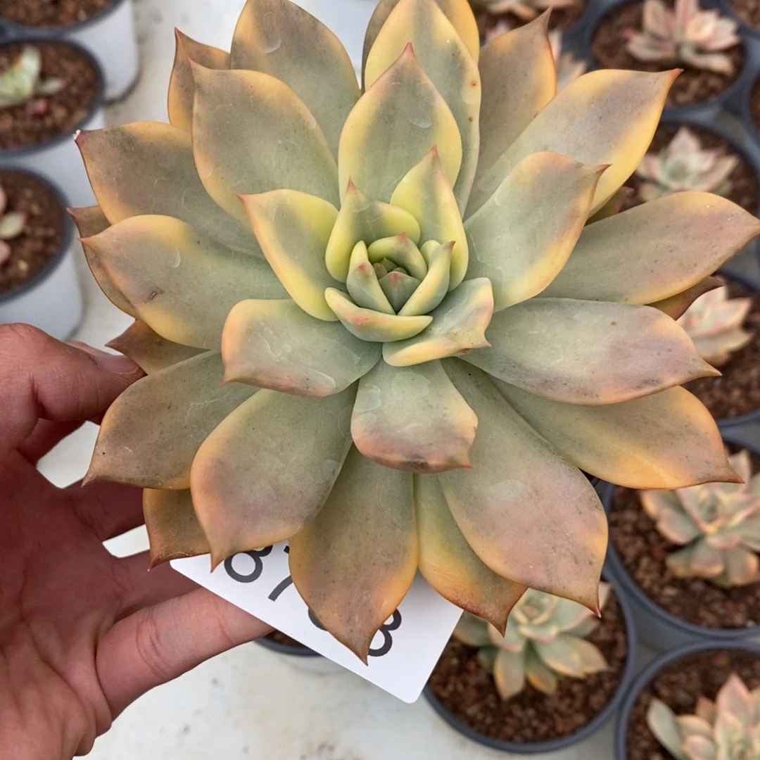 卡梅拉多肉植物8758