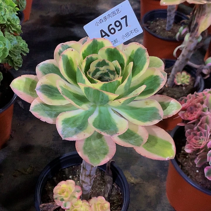 用****唐697燕姿不包生死