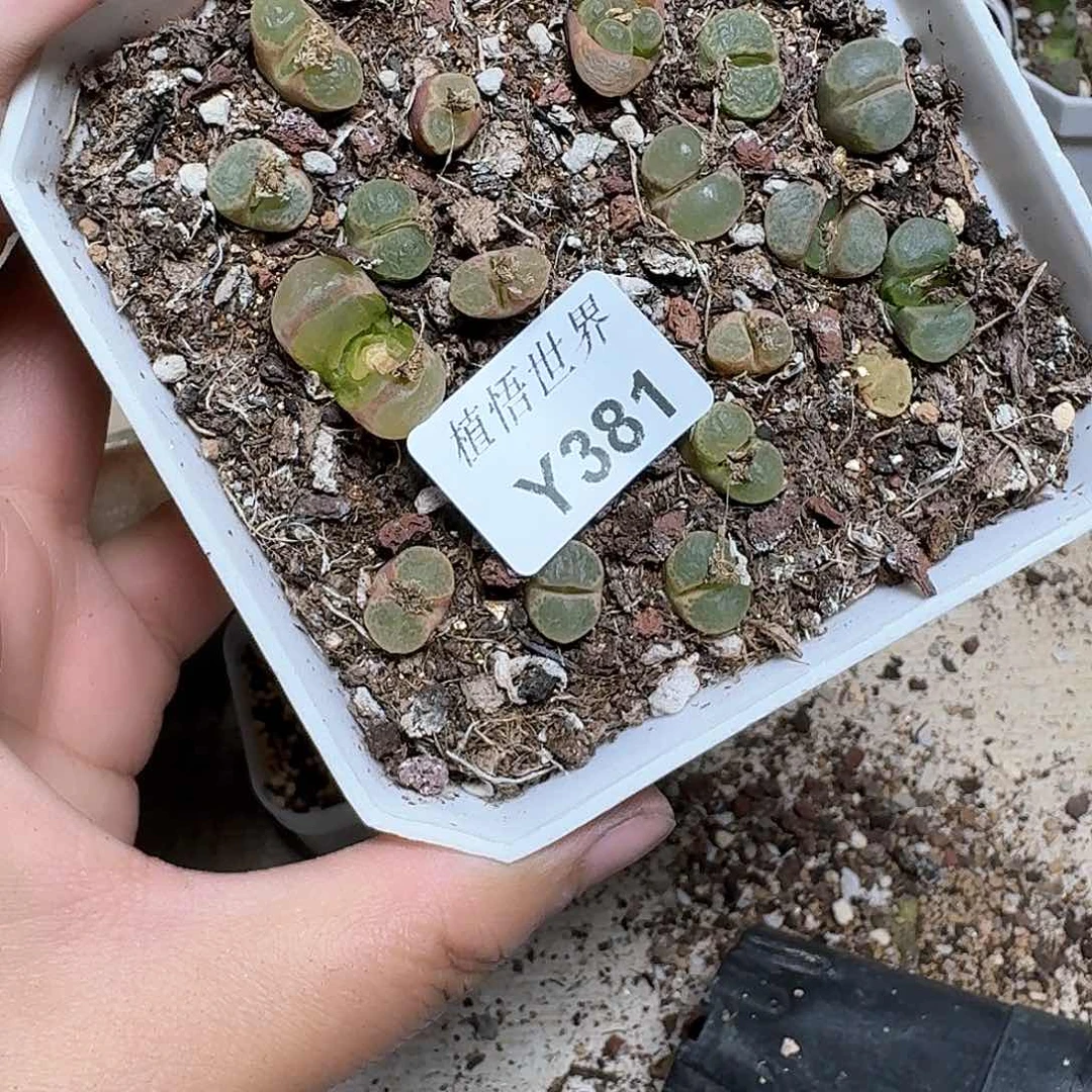 381盒多肉植物哇cv