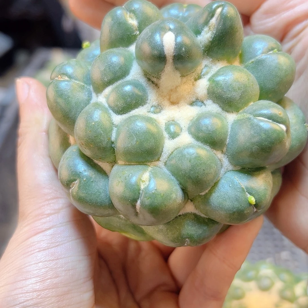 福利无刺象牙无根8公分